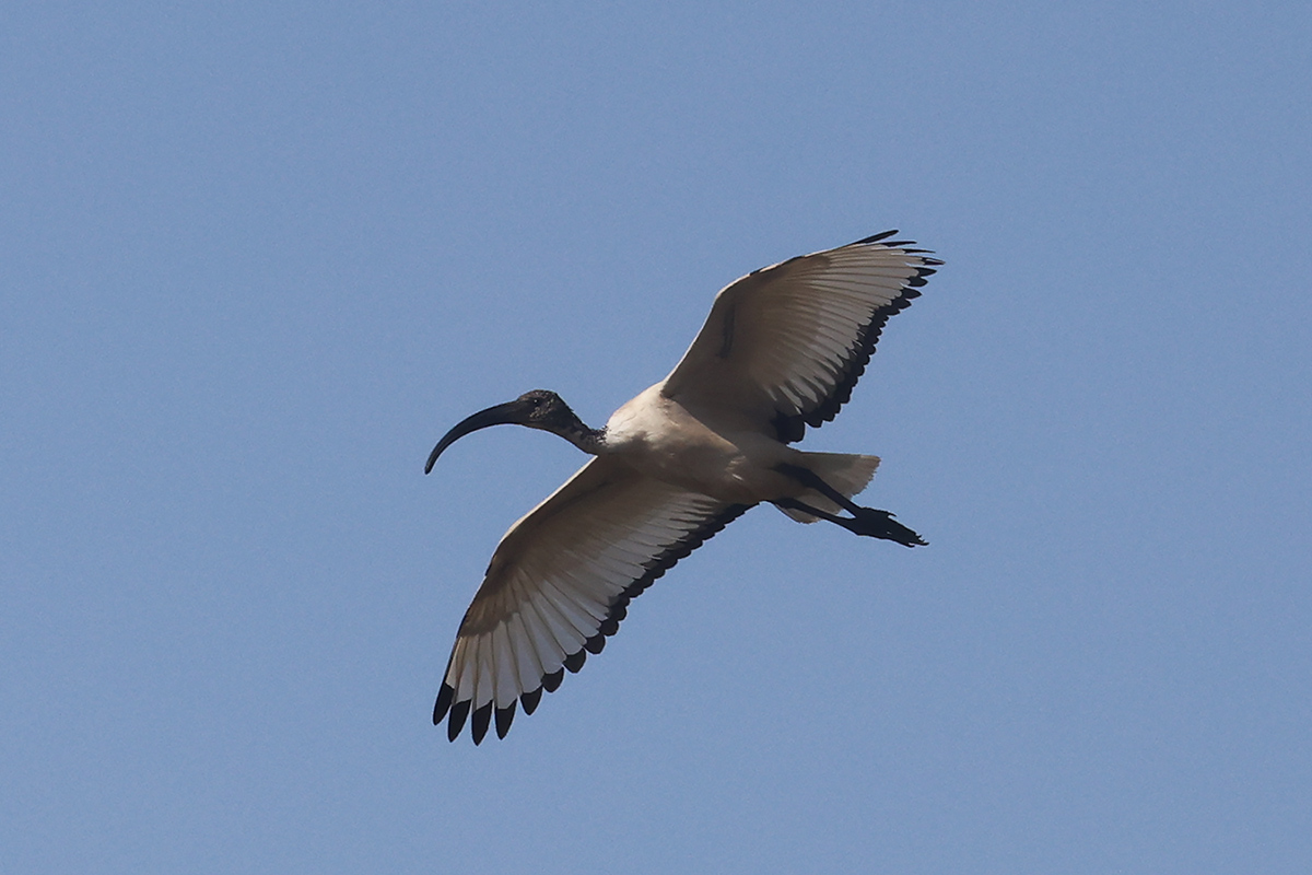African Sacred Ibis